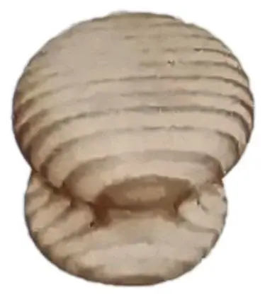 Cabinet knob, item SE-41050